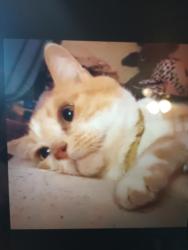 Lost Male Cat last seen Indian school and Morris, Albuquerque, NM 87107