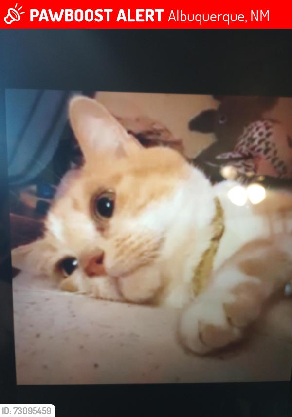 Lost Male Cat last seen Indian school and Morris, Albuquerque, NM 87107