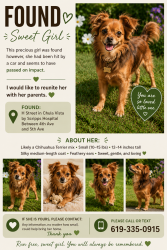 Found/Stray Female Dog last seen Scripps hosp, Chula Vista, CA 91910