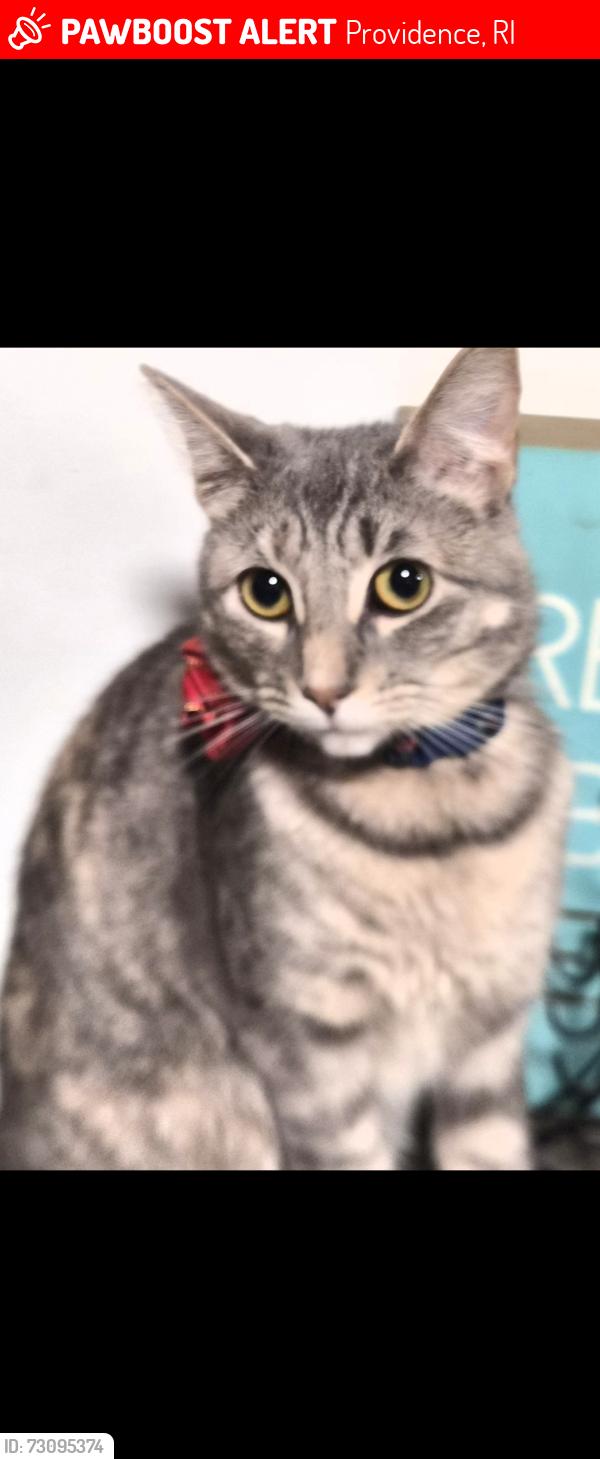 Lost Female Cat last seen Atwells/broadway, Providence, RI 02909