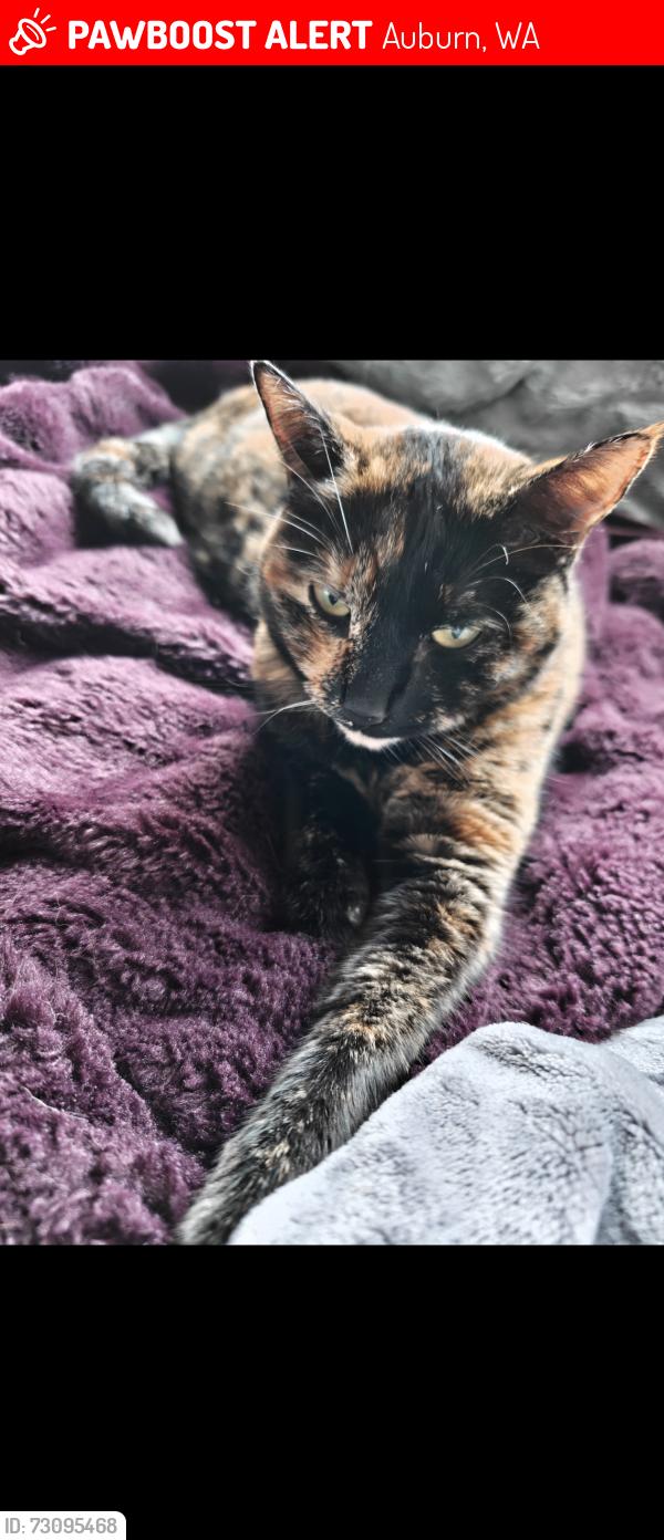 Lost Female Cat last seen Thomas Jefferson High School, Auburn, WA 98001
