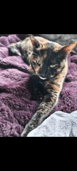 Lost Female Cat last seen Thomas Jefferson High School, Auburn, WA 98001