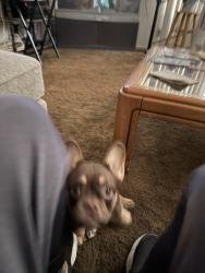 Reunited Female Dog last seen Northwood Irvine, Irvine, CA 92614