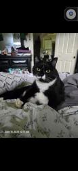 Lost Female Cat last seen Studio 6 Extended Stay Hotel Norman (near I-35 Indian Hills Rd exit), Norman, OK 73069