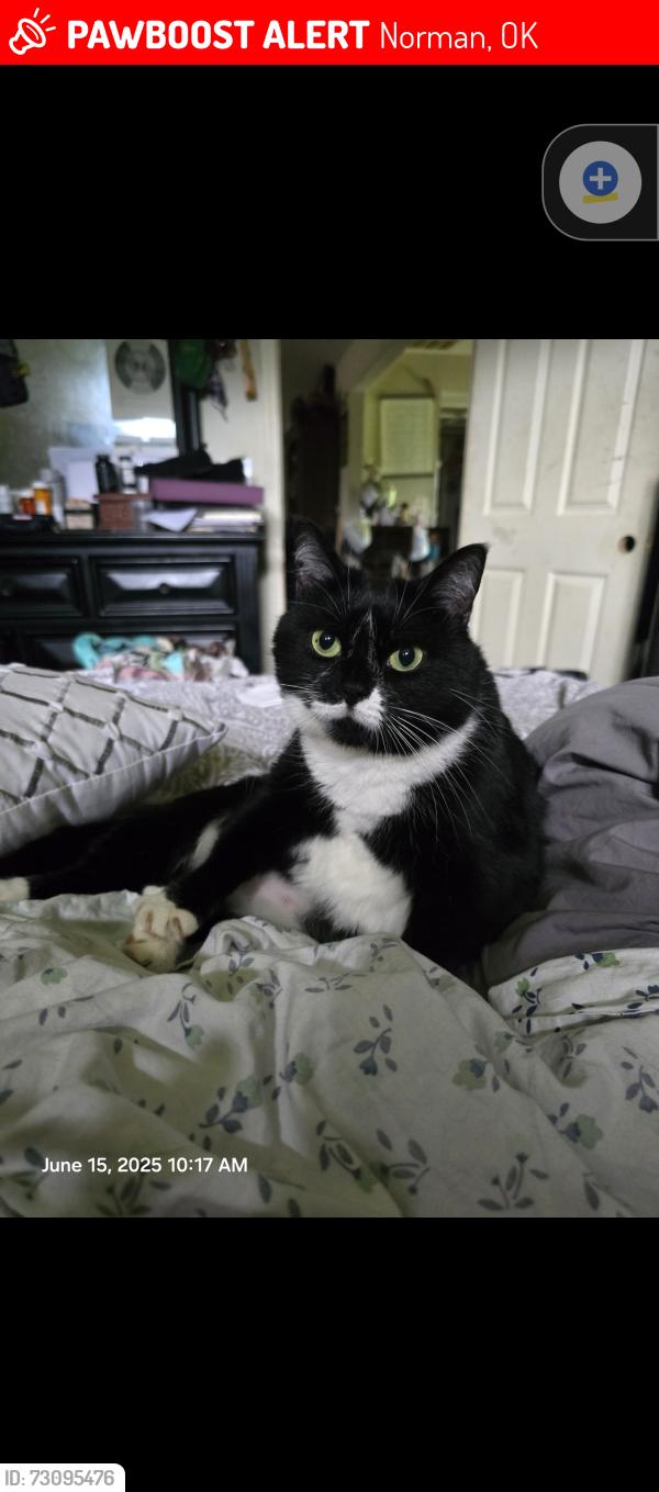 Lost Female Cat last seen Studio 6 Extended Stay Hotel Norman (near I-35 Indian Hills Rd exit), Norman, OK 73069