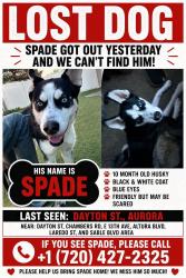 Lost Male Dog last seen 12th and Dayton in aurora co, Aurora, CO 80010