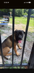 Found/Stray Female Dog last seen MGCCC, Gulfport, MS 39501
