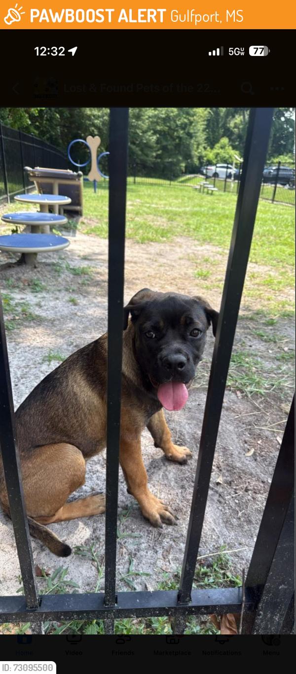 Found/Stray Female Dog last seen MGCCC, Gulfport, MS 39501