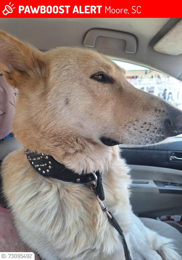 Lost Male Dog last seen Moore SC, Moore, SC 29369