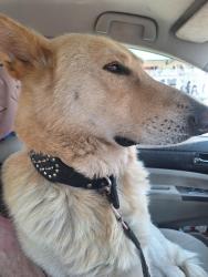 Lost Male Dog last seen Moore SC, Moore, SC 29369