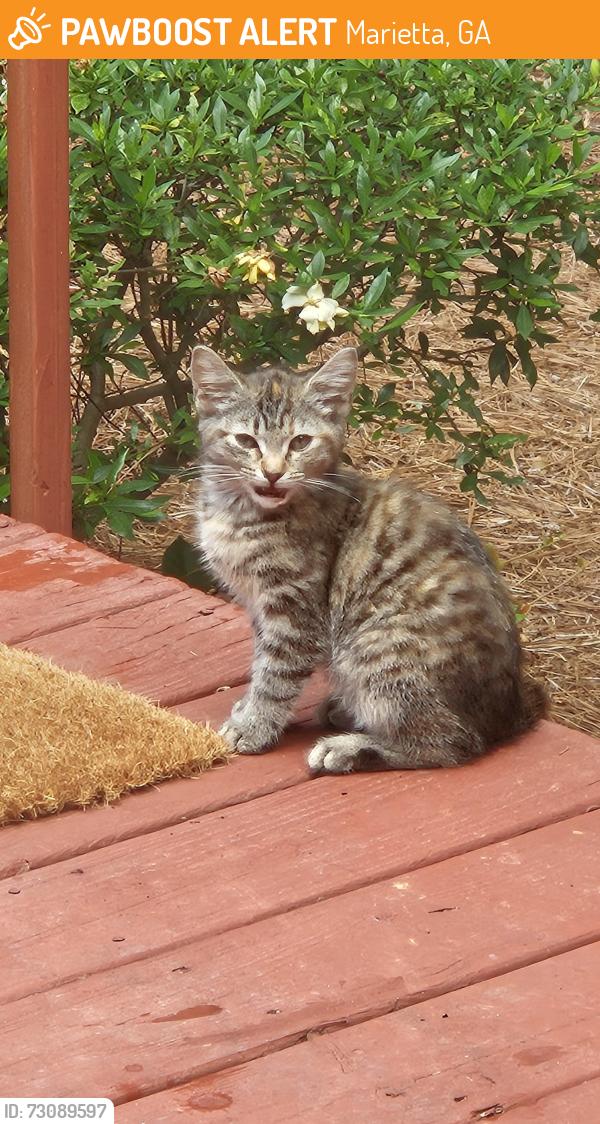 Rehomed Unknown Cat last seen JOHN DOUGLASS DRIVE SW, Marietta, GA 30064