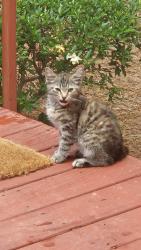 Found/Stray Unknown Cat last seen JOHN DOUGLASS DRIVE SW, Marietta, GA 30064