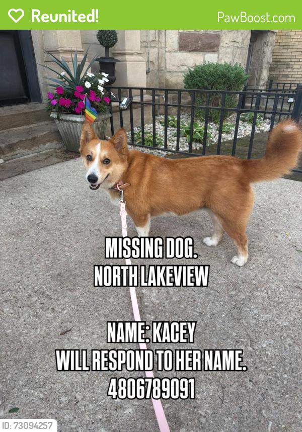 Reunited Female Dog last seen Halsted and Grace, Chicago, IL 60613