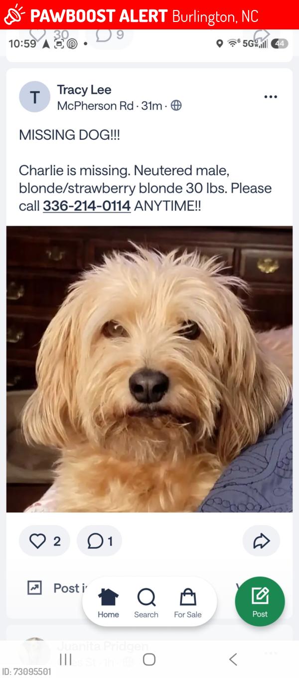 Lost Male Dog last seen Sommers and Keogh, Burlington, NC 27215
