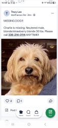 Lost Male Dog last seen Sommers and Keogh, Burlington, NC 27215