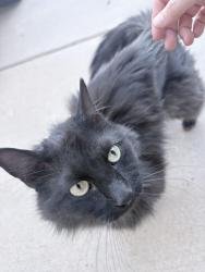 Found/Stray Female Cat last seen McMahon & Unser, Albuquerque, NM 87114