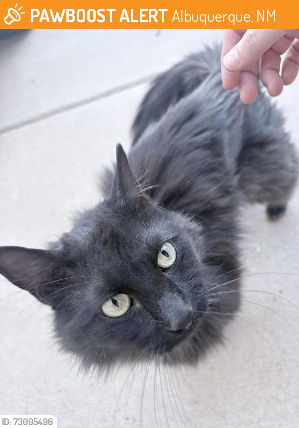 Found/Stray Female Cat last seen McMahon & Unser, Albuquerque, NM 87114