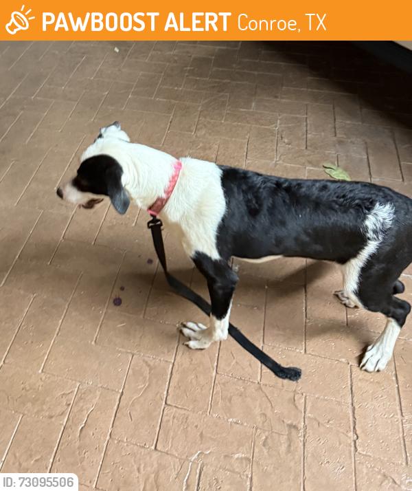 Found/Stray Female Dog last seen Old Conroe Road, Conroe Texas, Conroe, TX 77301
