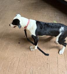 Found/Stray Female Dog last seen Old Conroe Road, Conroe Texas, Conroe, TX 77301