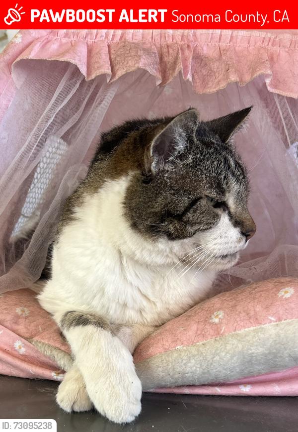 Lost Female Cat last seen Else way, Sonoma County, CA 95425