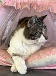 Lost Female Cat last seen Else way, Sonoma County, CA 95425