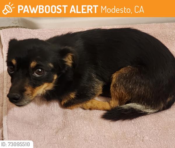 Found/Stray Male Dog last seen Near the Ford dealer on Sisk Road, Modesto, CA 95350