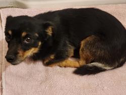 Found/Stray Male Dog last seen Near the Ford dealer on Sisk Road, Modesto, CA 95350