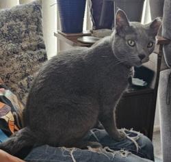 Reunited Male Cat last seen Worchester st & E 31st Ave, Aurora, CO 80011