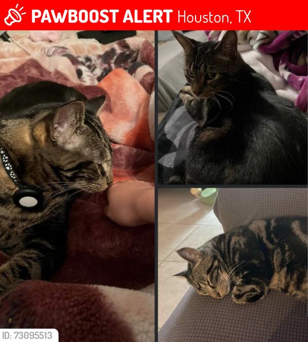 Lost Male Cat last seen Near Wirt Rd 77055, Houston, TX 77055