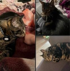 Lost Male Cat last seen Near Wirt Rd 77055, Houston, TX 77055