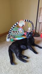 Lost Male Cat last seen Labore road, Little Canada, MN 55117