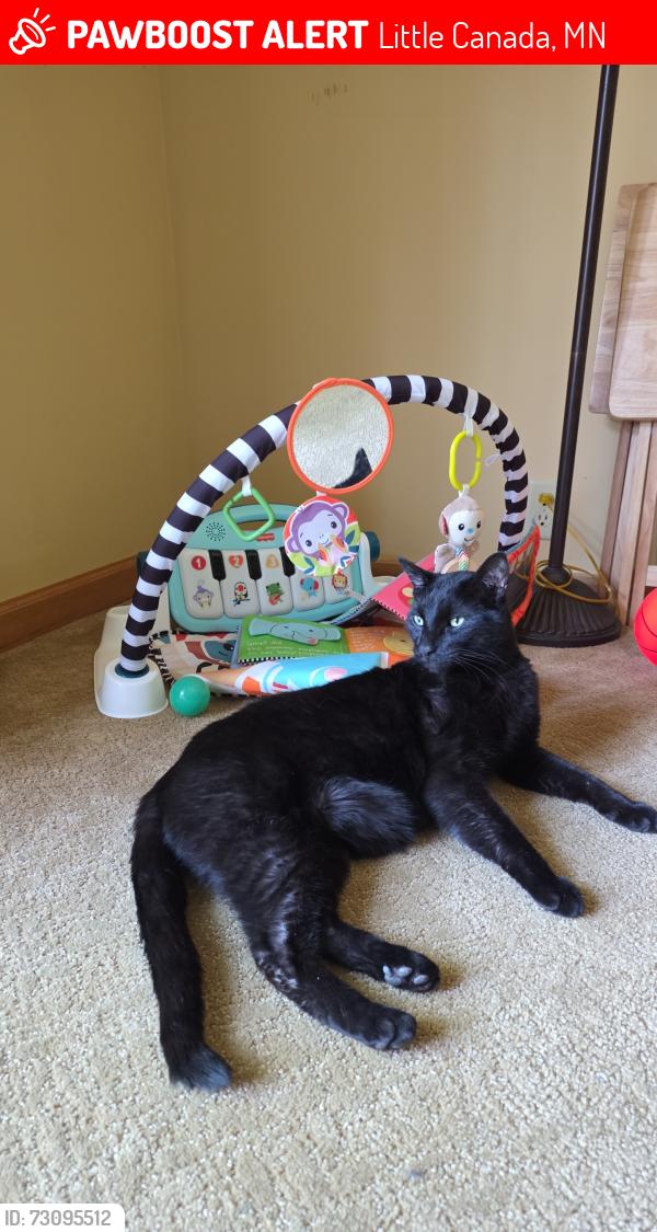 Lost Male Cat last seen Labore road, Little Canada, MN 55117