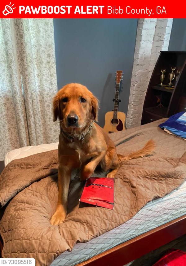 Lost Female Dog last seen Wood oak dr, Bibb County, GA 31216
