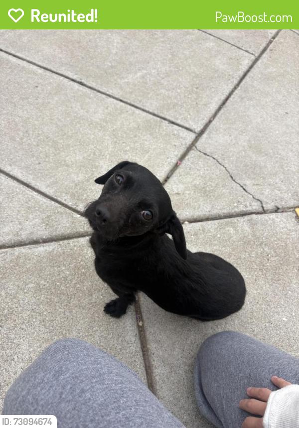Reunited Male Dog last seen The Church of Leo the Great, Oakland, CA 94609