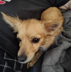 Found/Stray Female Dog last seen East Drive near Bobolink, Vista, CA 92083
