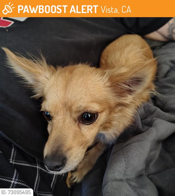 Found/Stray Female Dog last seen East Drive near Bobolink, Vista, CA 92083