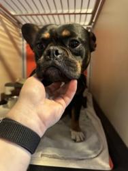 Shelter Stray Male Dog last seen walgreens fruitvale, Oakland, CA, 1101 29th Ave, Oakland, CA 94601, USA