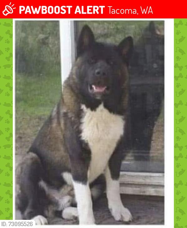 Lost Male Dog last seen Spanaway, Tacoma, WA 98445