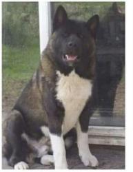 Lost Male Dog last seen Spanaway, Tacoma, WA 98445