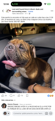 Found/Stray Unknown Dog last seen Near SW 94th CT, Palmetto Bay, FL 33157