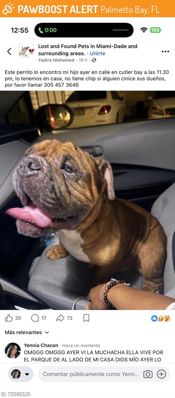 Found/Stray Unknown Dog last seen Near SW 94th CT, Palmetto Bay, FL 33157