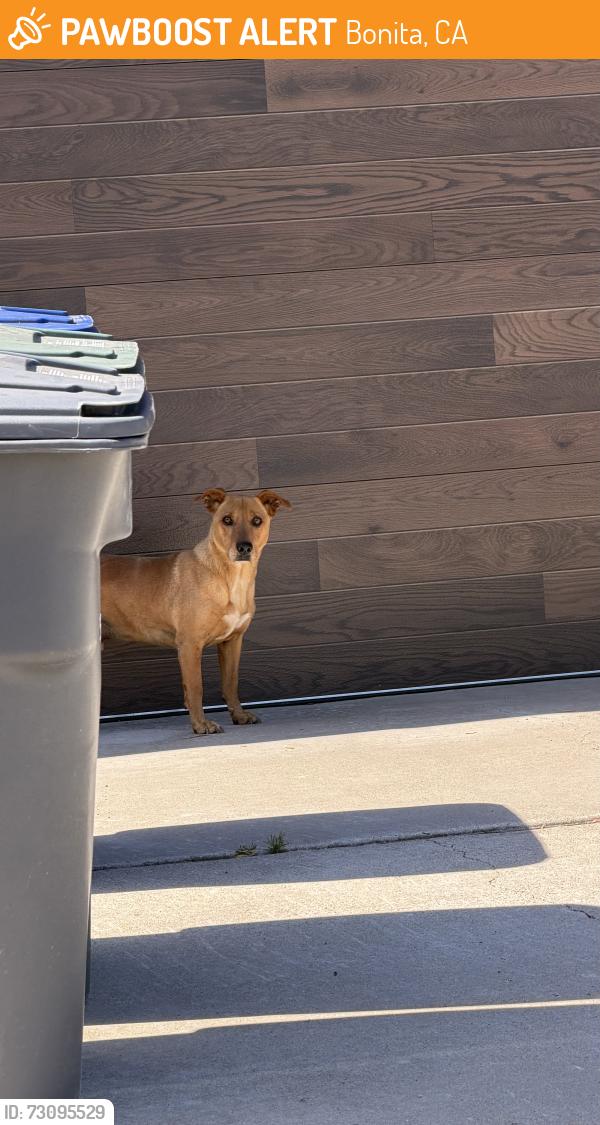 Found/Stray Male Dog last seen Central Ave, Bonita, CA 91902