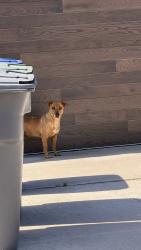 Found/Stray Male Dog last seen Central Ave, Bonita, CA 91902