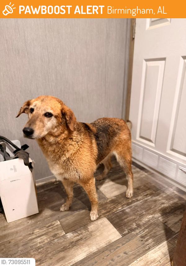 Found/Stray Female Dog last seen Nucor Steel, Birmingham, AL 35207