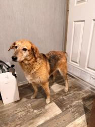 Found/Stray Female Dog last seen Nucor Steel, Birmingham, AL 35207