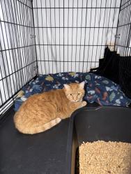 Reunited Unknown Cat last seen Woods St, Little Elm, TX 75068