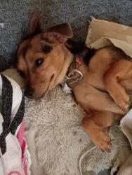 Reunited Female Dog last seen Madelia ct , Hixson tn 37343, Middle Valley, TN 37343