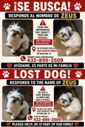 Lost Male Dog last seen Cerca del museo y pasa el I20 x arriba, Midland, TX 79706