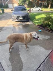 Found/Stray Female Dog last seen Forest vista and lake forest, Flower Mound, TX 75028