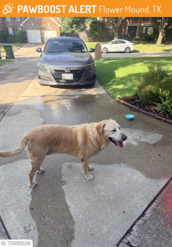 Found/Stray Female Dog last seen Forest vista and lake forest, Flower Mound, TX 75028